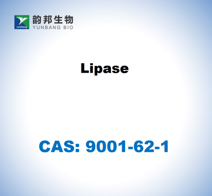 CAS 9001-62-1 Lipasa de Candida rugosa