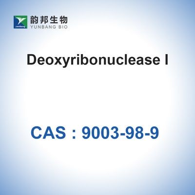 Catalizadores Enzimas ADNasa I (＞2000u/Mg) CAS 9003-98-9 Desoxirribonucleasa I Biológico