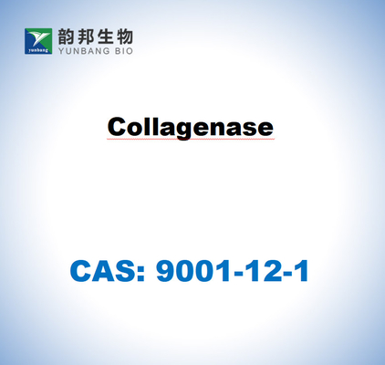 CAS 9001-12-1 Collagenasa tipo I de Clostridium histolyticum