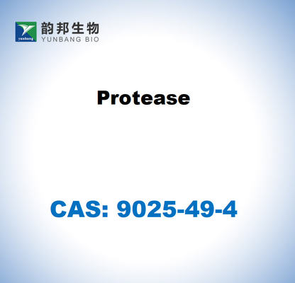 CAS 9025-49-4 Proteasa del Aspergillus saitoi