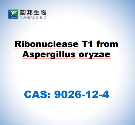 CAS 9026-12-4 Ribonucleasa T1 de Aspergillus oryzae