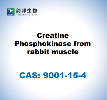 CAS 9001-15-4 Fosfokinasa de creatina del músculo del conejo