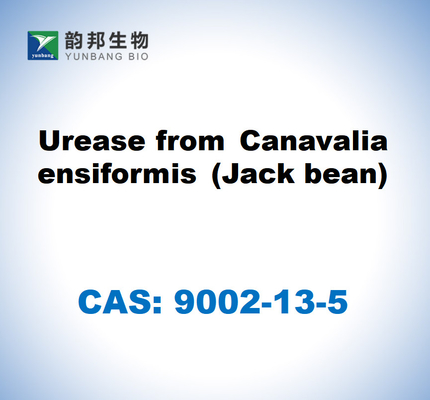 CAS 9002-13-5 Ureasa de Canavalia ensiformis (herba jack)