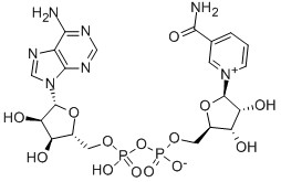 CAS 53-84-9 B-nicotinamida adenina dinucleótido hidrato