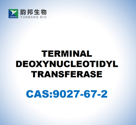 CAS 9027-67-2 TRANSFERASE terminal de desoxinucleotidilas