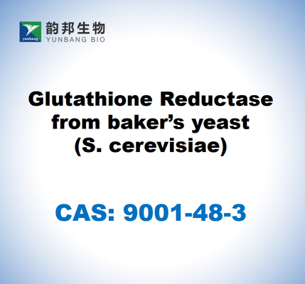 CAS 9001-48-3 Glutationa reductasa de la levadura de panadero (S. cerevisiae)