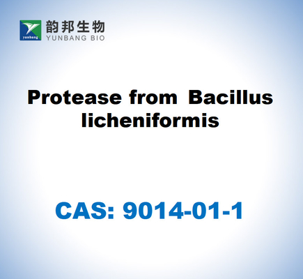 CAS 9014-01-1 Proteasa del Bacillus Licheniformis