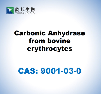 CAS 9001-03-0 Anidrasa carbónica de los eritrocitos bovinos