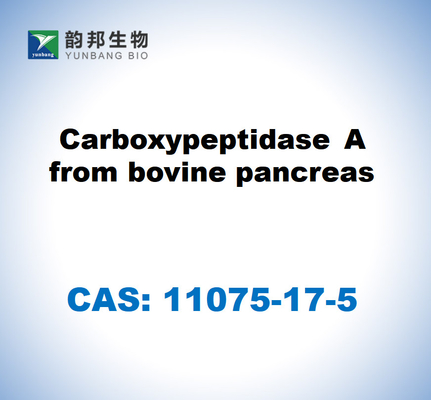 CAS 11075-17-5 Carboxipeptidasa A del páncreas bovino