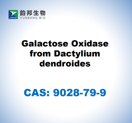 CAS 9028-79-9 Galactosa oxidasa de las dendroides de Dactylium