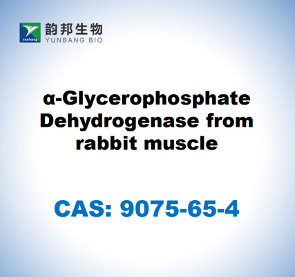 CAS 9075-65-4 α-glicerofosfato deshidrogenasa del músculo del conejo